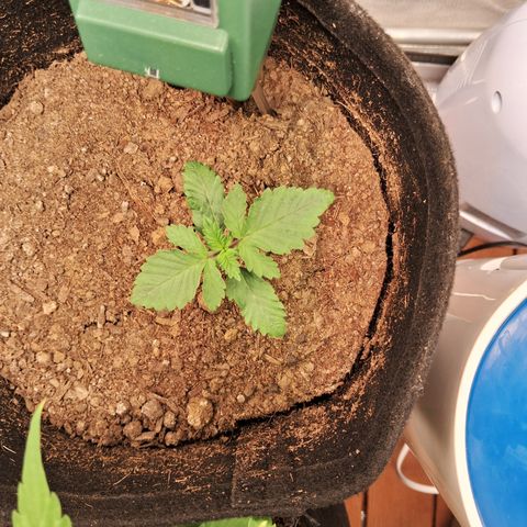 Purple Punch 00 growlog timeline photo
