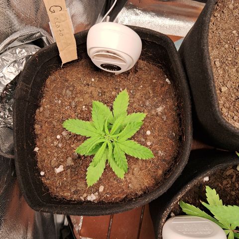 Auto Gelato #01 growlog timeline photo