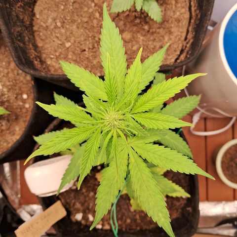 Brisant #1 growlog timeline photo