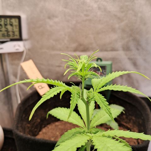 Brisant #1 growlog timeline photo