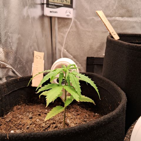 Auto Gelato #01 growlog timeline photo