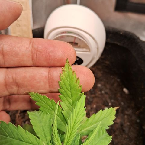 Auto Gelato #01 growlog timeline photo
