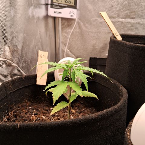 Auto Gelato #01 growlog timeline photo