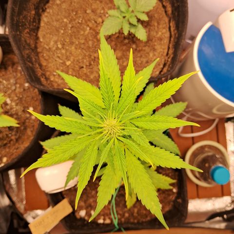 Brisant #1 growlog timeline photo