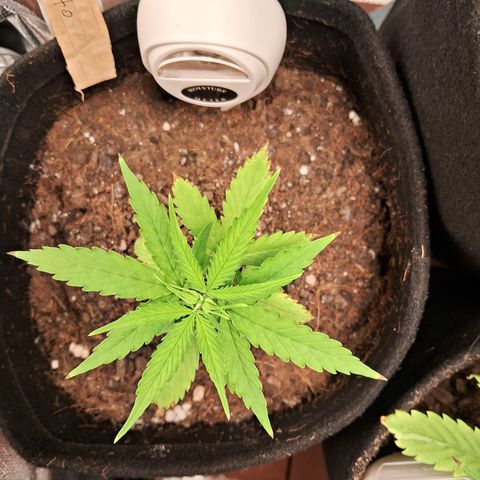 Auto Gelato #01 growlog timeline photo