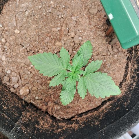 Purple Punch 00 growlog timeline photo