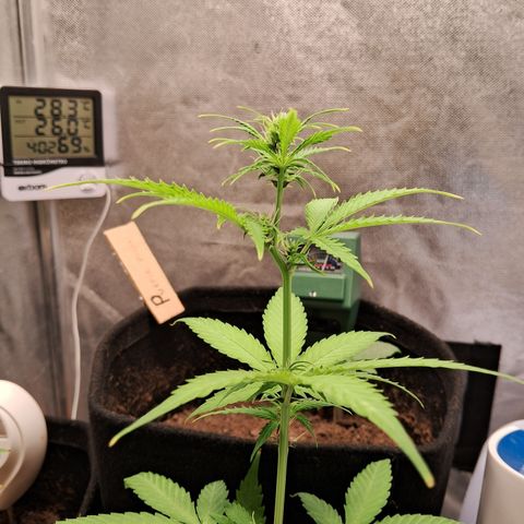 Brisant #1 growlog timeline photo