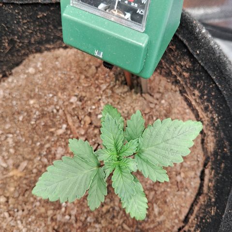 Purple Punch 00 growlog timeline photo