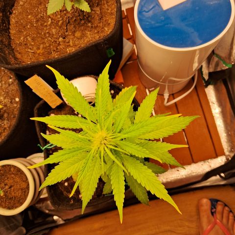 Brisant #1 growlog timeline photo