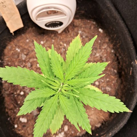 Auto Gelato #01 growlog timeline photo