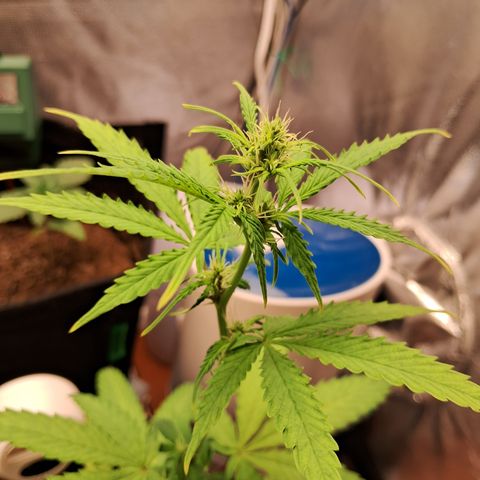 Brisant #1 growlog timeline photo
