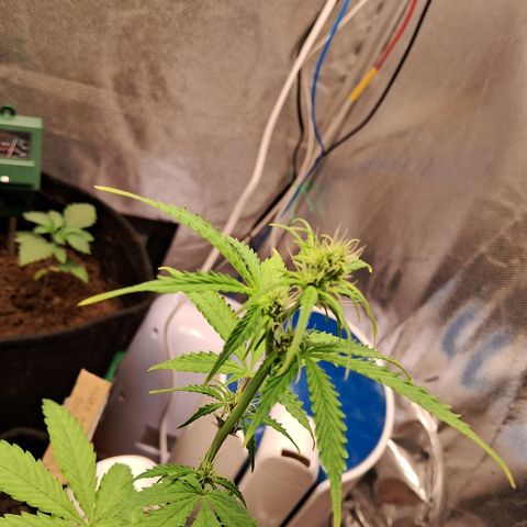 Brisant #1 growlog timeline photo