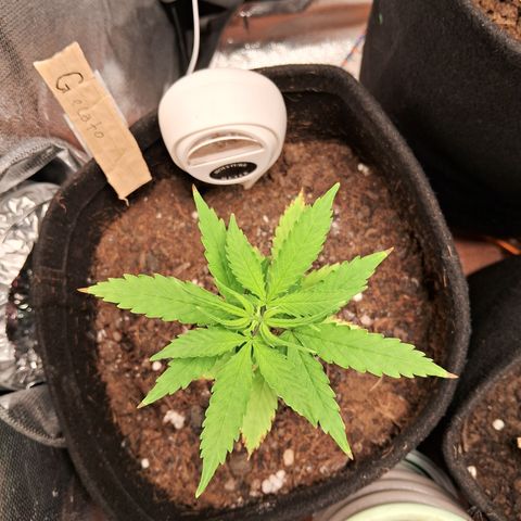 Auto Gelato #01 growlog timeline photo