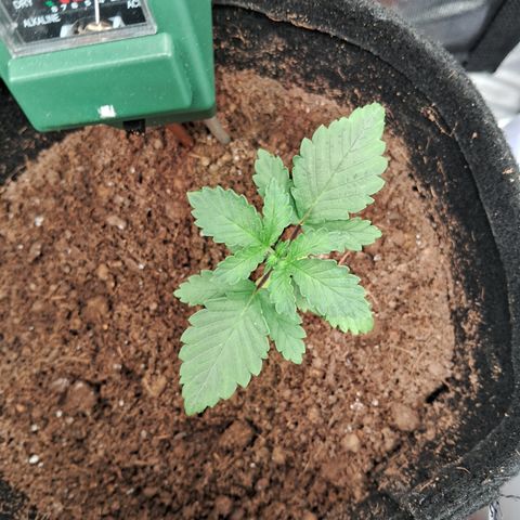 Purple Punch 00 growlog timeline photo