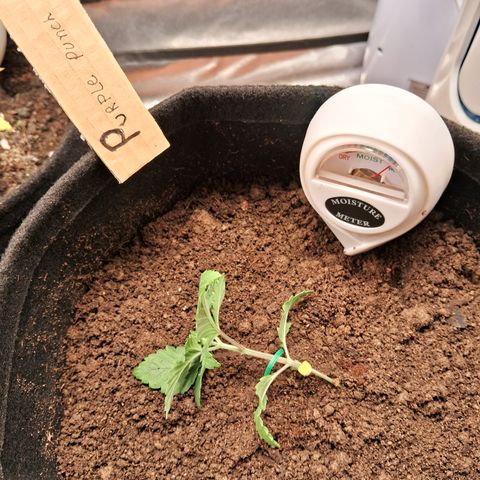 Purple Punch 00 growlog timeline photo
