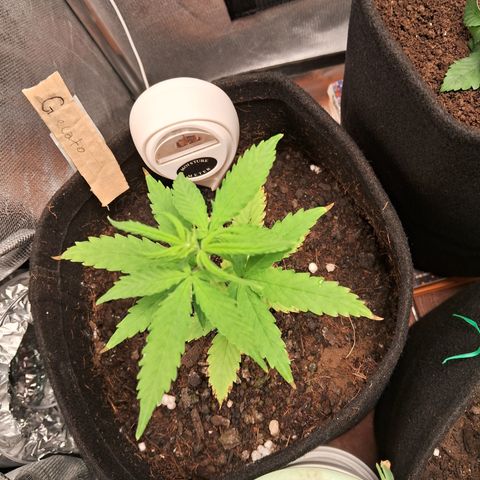 Auto Gelato #01 growlog timeline photo