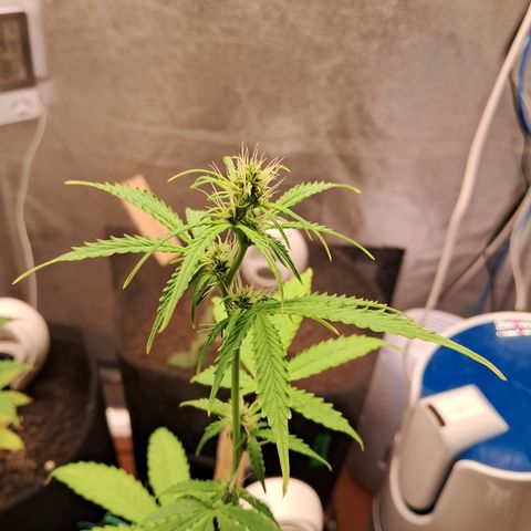 Brisant #1 growlog timeline photo