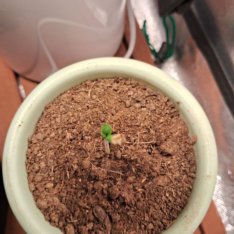 Bonsai de prensa growlog timeline photo