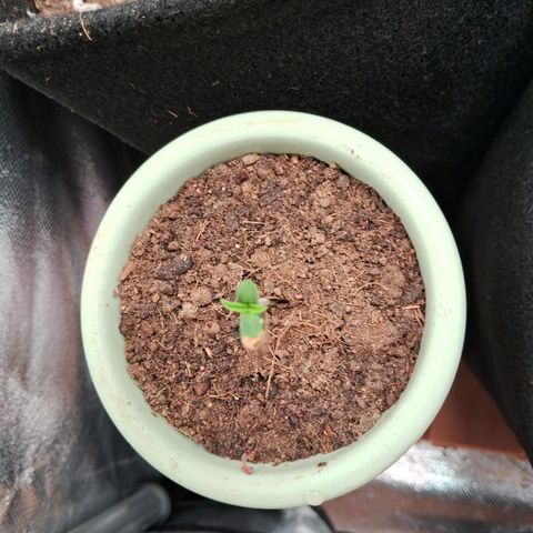 Bonsai de prensa growlog timeline photo