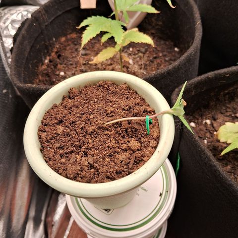 Bonsai de prensa growlog timeline photo