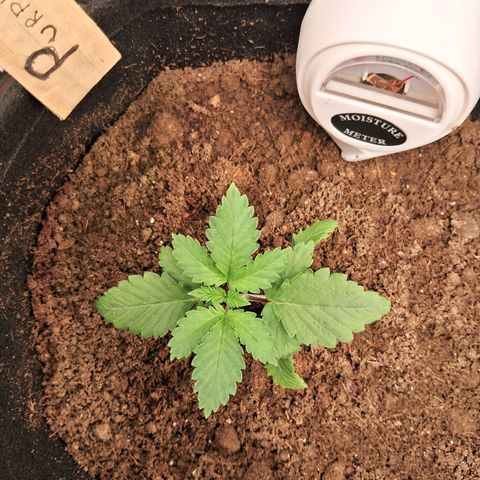 Purple Punch 00 growlog timeline photo