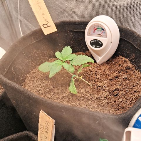 Purple Punch 00 growlog timeline photo
