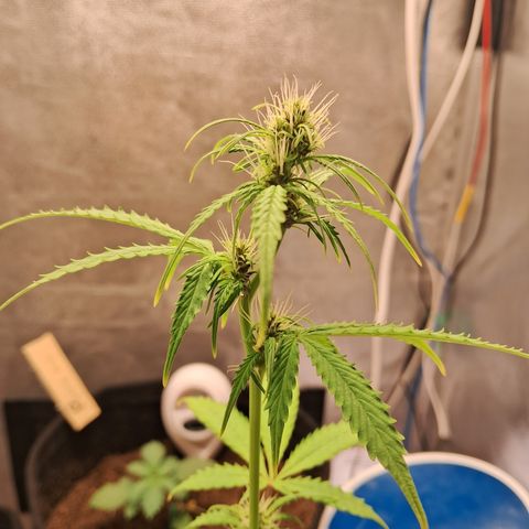 Brisant #1 growlog timeline photo