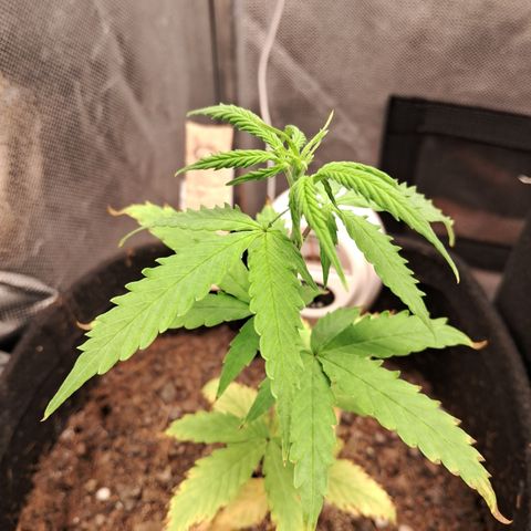 Auto Gelato #01 growlog timeline photo