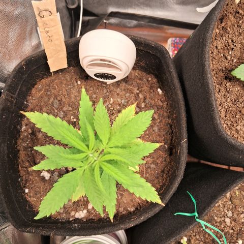 Auto Gelato #01 growlog timeline photo