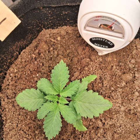 Purple Punch 00 growlog timeline photo