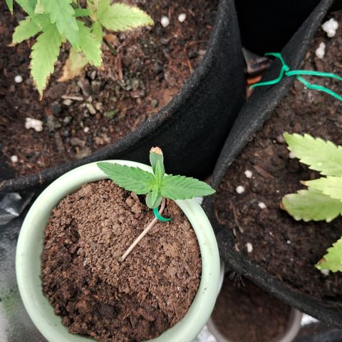 Bonsai de prensa growlog timeline photo