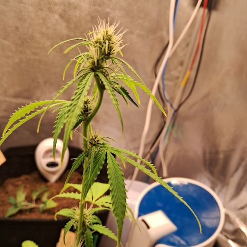 Brisant #1 growlog timeline photo