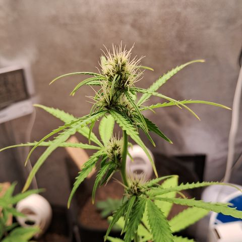 Brisant #1 growlog timeline photo
