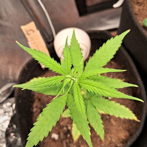 Auto Gelato #01 growlog timeline photo