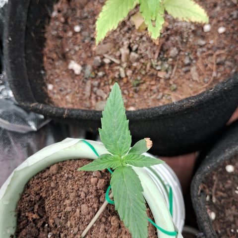 Bonsai de prensa growlog timeline photo