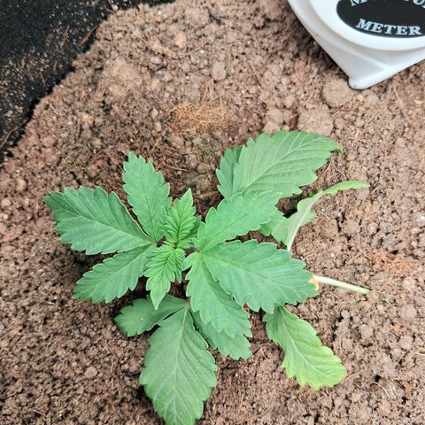 Purple Punch 00 growlog timeline photo