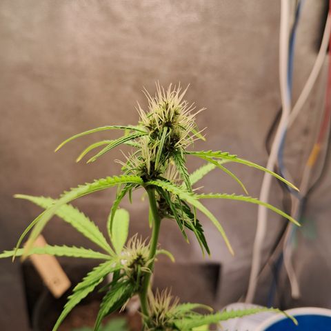 Brisant #1 growlog timeline photo