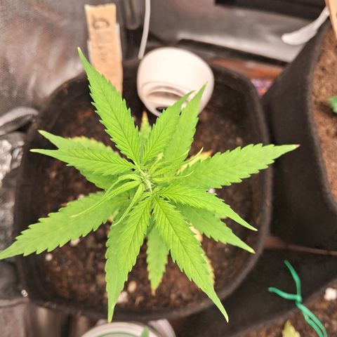 Auto Gelato #01 growlog timeline photo