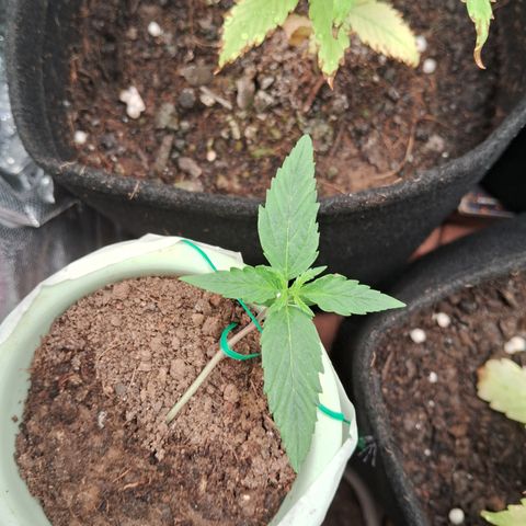 Bonsai de prensa growlog timeline photo