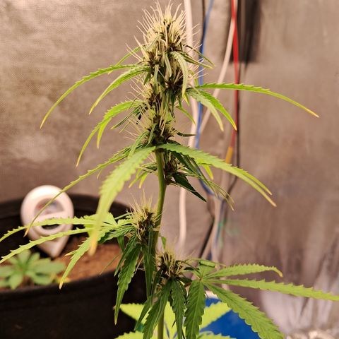 Brisant #1 growlog timeline photo