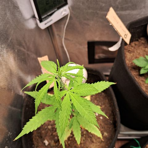 Auto Gelato #01 growlog timeline photo