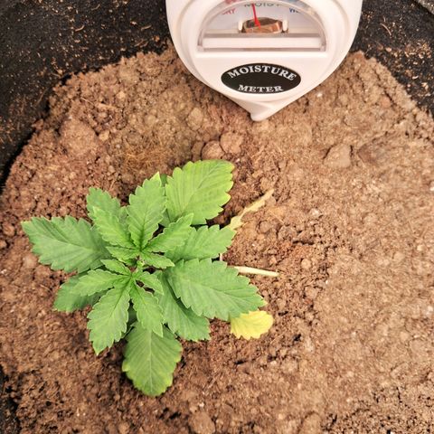 Purple Punch 00 growlog timeline photo