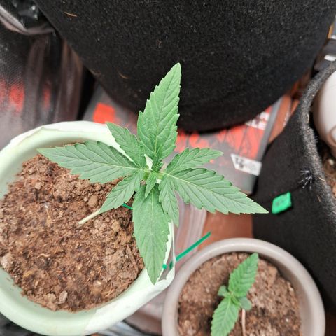 Bonsai de prensa growlog timeline photo
