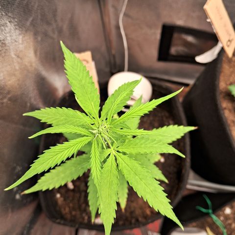 Auto Gelato #01 growlog timeline photo