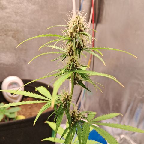 Brisant #1 growlog timeline photo