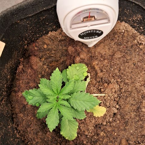 Purple Punch 00 growlog timeline photo