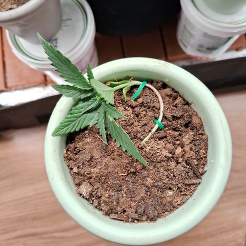 Bonsai de prensa growlog timeline photo