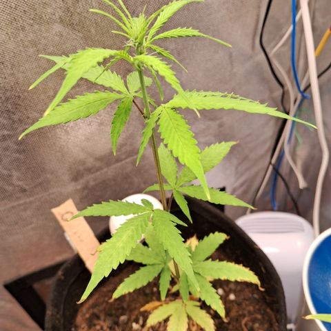 Auto Gelato #01 growlog timeline photo