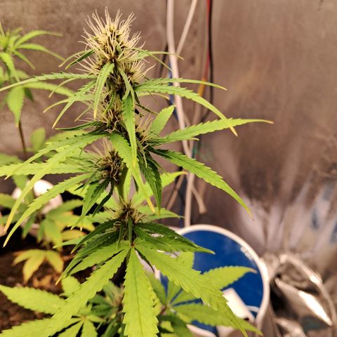 Brisant #1 growlog timeline photo