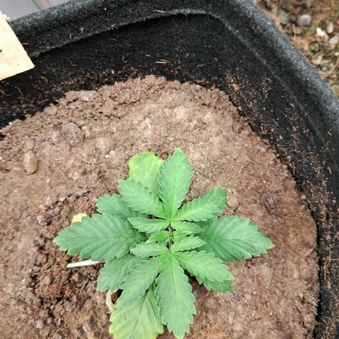 Purple Punch 00 growlog timeline photo